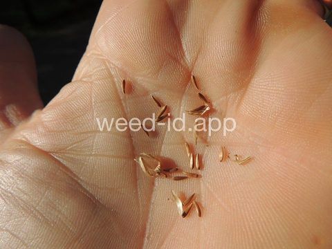nipplewort